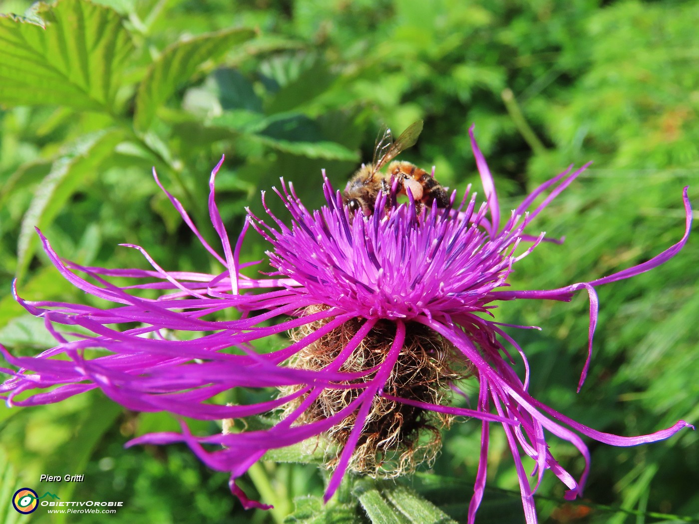 22 Centaurea con ospite.JPG